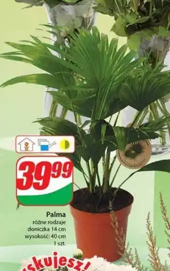 Dino Palma 40 cm oferta