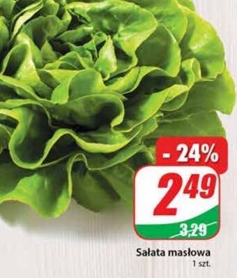Dino Sałata masłowa oferta