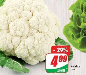 Dino Kalafior oferta