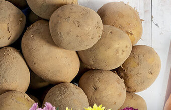 Stokrotka Optima Ziemniaki oferta