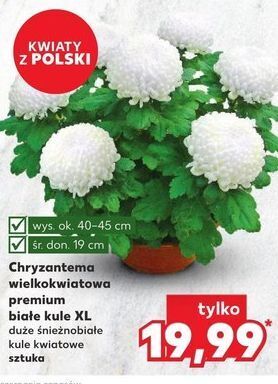 Kaufland Chryzantema wielkokwiatowa oferta