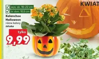 Kaufland Kalanchoe w doniczce halloween oferta