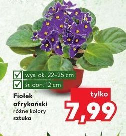 Kaufland Fiołek afrykański oferta
