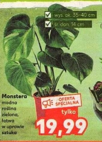 Kaufland Monstera oferta