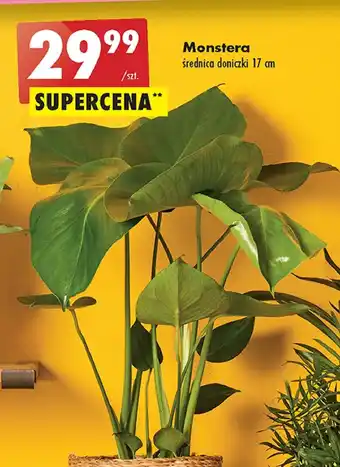 Biedronka Monstera 1 SZT oferta