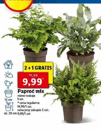 Lidl Paproć w doniczce śr. 12 cm 1 SZT oferta