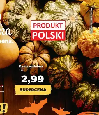 Netto Dynia ozdobna oferta