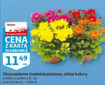 Auchan Chryzantema oferta