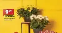 Biedronka Chryzantema time oferta