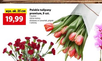 Lidl Tulipany premium 35 cm oferta