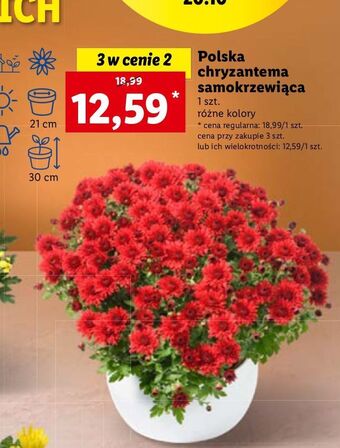 Lidl Chryzantema samokrzew oferta