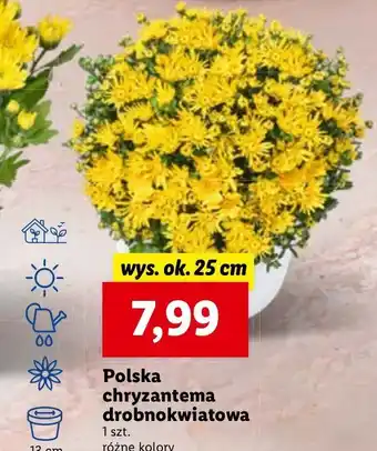 Lidl Chryzantema drobnokwiatowa w donicy oferta