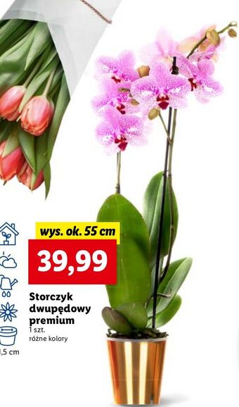 Lidl Storczyk dwupędowy oferta