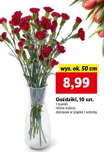 Lidl Goździki 50 cm oferta
