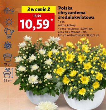 Lidl Chryzantema średniokwiatowa oferta
