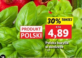Lidl Bazylia w doniczce oferta