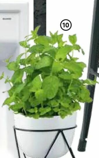 Leroy Merlin Zioła mix oferta