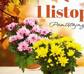 Netto Chryzantema oferta