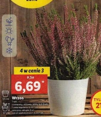 Lidl Wrzos oferta