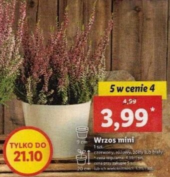 Lidl Wrzos mini oferta