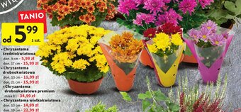 Intermarche Chryzantema średniokwiatowa doniczka 9 cm oferta