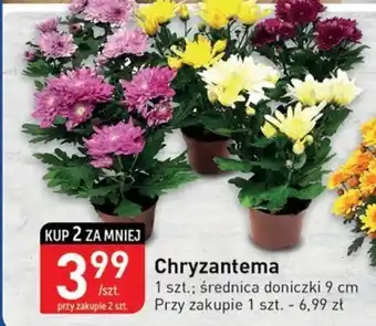 Stokrotka Chryzantema oferta