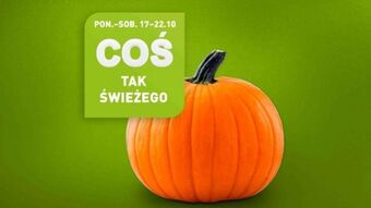 ALDI Dynia oferta
