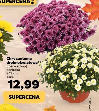 Netto Chryzantema drobnokwiatowa oferta