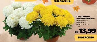 Netto Chryzantema wielkokwiatowa oferta