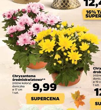 Netto Chryzantema średniokwiatowa oferta