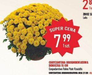 E.Leclerc Chryzantema drobnokwiatowa oferta