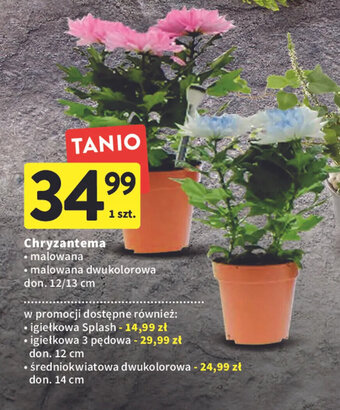 Intermarche Chryzantema oferta