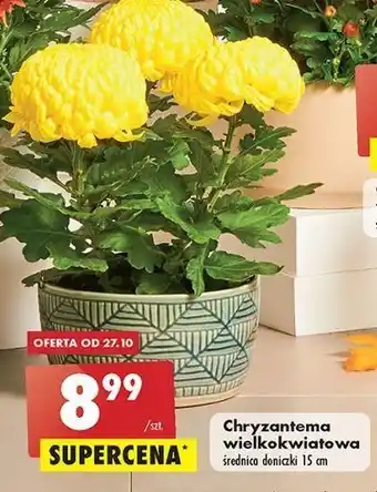 Biedronka Chryzantema wielkokwiatowa 15 cm oferta