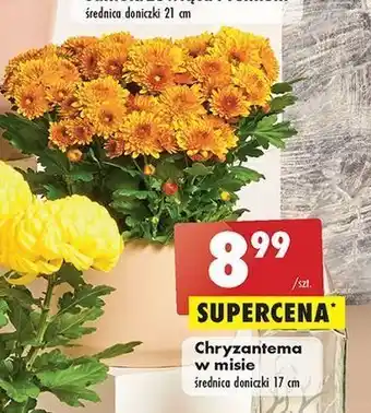 Biedronka Chryzantema w misie 17 cm oferta