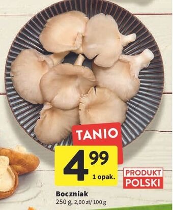 Boczniaki