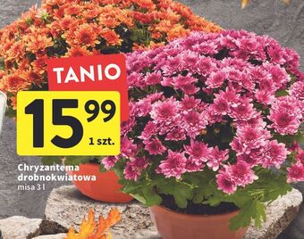 Intermarche Chryzantema drobnokwiatowa premium misa 3 l oferta