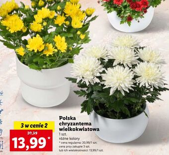 Lidl Chryzantema wielkokwiatowa oferta