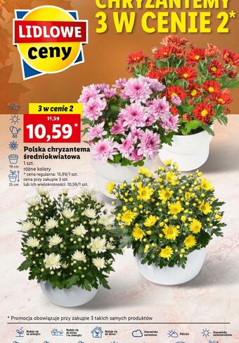 Lidl Chryzantema średniokwiatowa 19 cm oferta