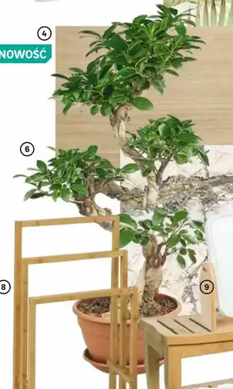 Bonsai Ficus Ginseng