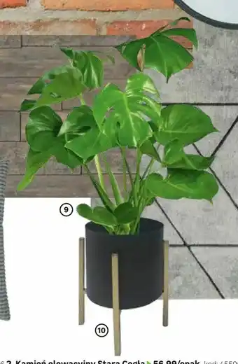 Monstera deliciosa