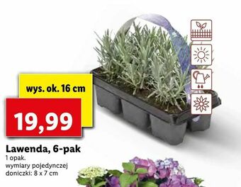 Lidl Lawenda, 6-pak oferta