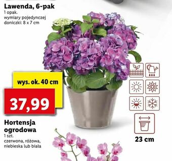 Lidl Hortensja ogrodowa oferta