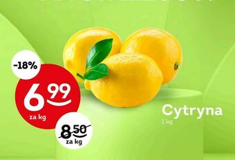 Żabka Cytryna oferta