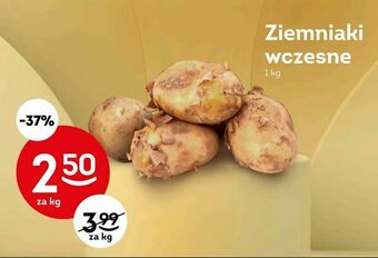 Żabka Ziemniaki wczesne oferta