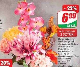 Dino Storczyk oferta