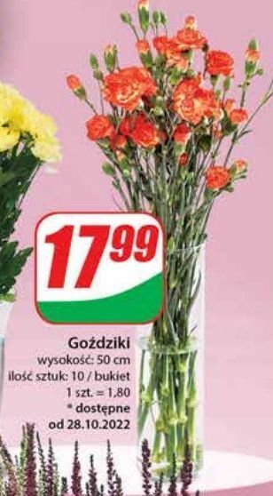 Dino Goździki 50 cm oferta