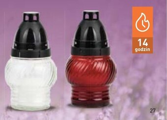 Stokrotka Znicz oferta