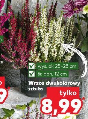Kaufland Wrzos dwukolorowy oferta