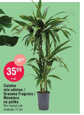 E.Leclerc Monstera deliciosa rim kowalczyk oferta