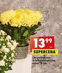 Biedronka Chryzantema wielkokwiatowa 19 cm oferta